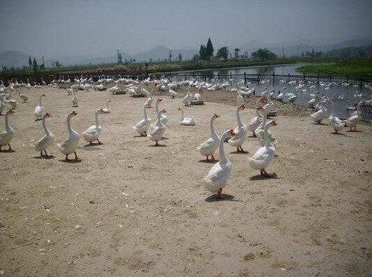 Фори Печеночная Описание Рисунок 8