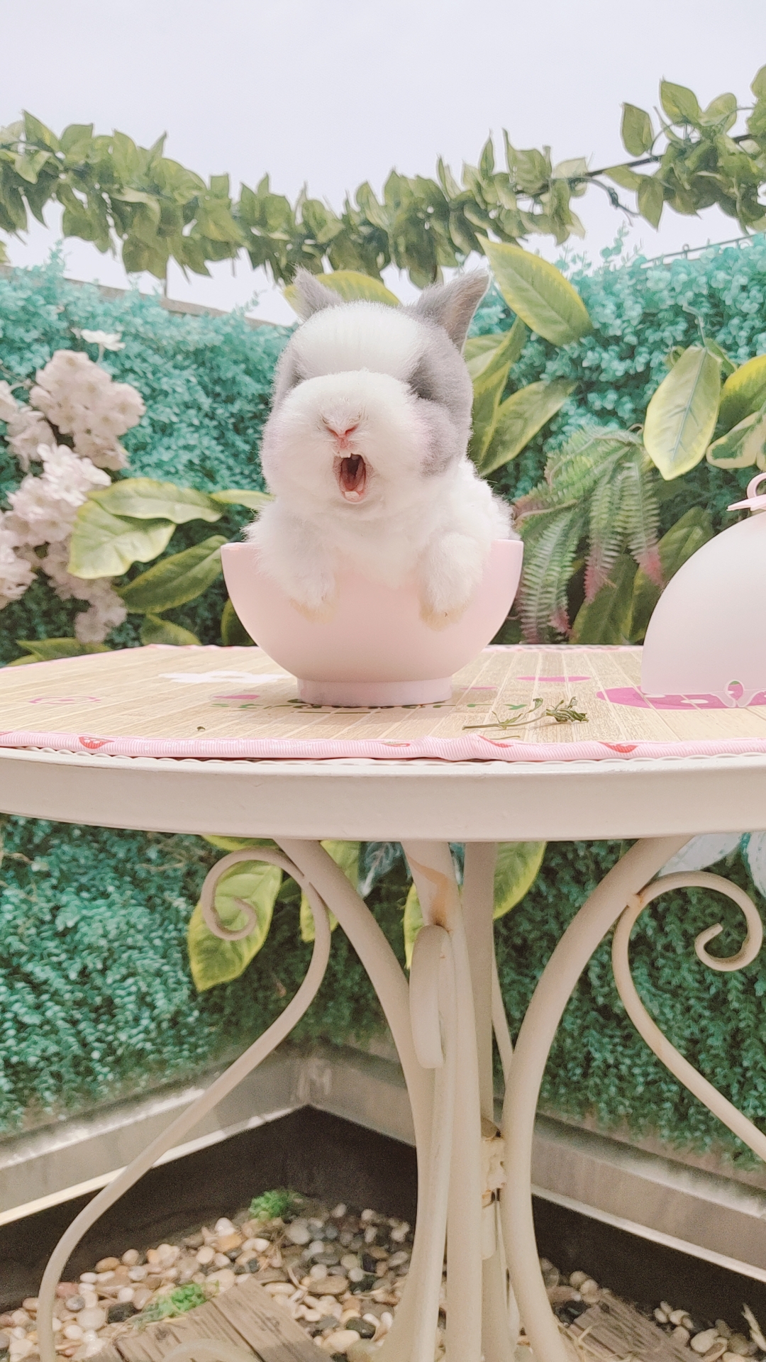 Dutch Pure Breed Angola Long Hairy Rabbit Lid Face Cat Cat Rabbit Living Mini Pet Rabbit Tea Cup Dwarf Rabbit Coeared Rabbit