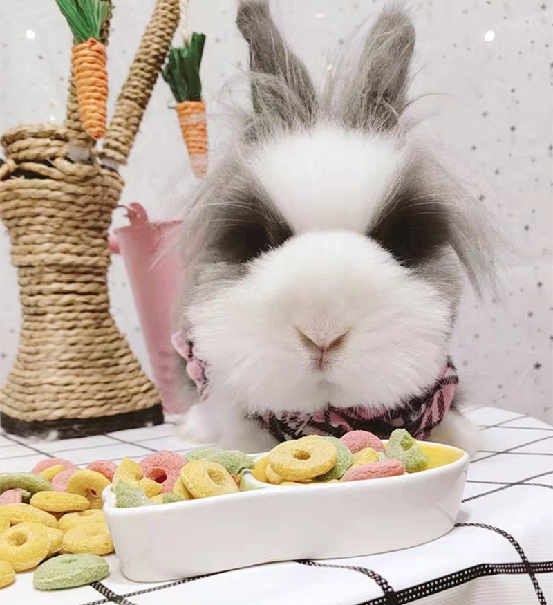 Rabbit Snack Mill Tooth Dragon Cat Grass Ring Guinea Pig Grinding Supplies Dutch Pig Pet Snacks (snacks package)