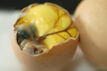 Xianju 14 days live beads nutrition chicken embryo eggs 14 days Wang eggs phoenix eggs under each 14 days vacuum 21