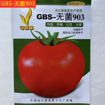 GBS-sterile 903 tomato seeds big red fruit tomato seeds self-capped vegetable base high yield and good quality