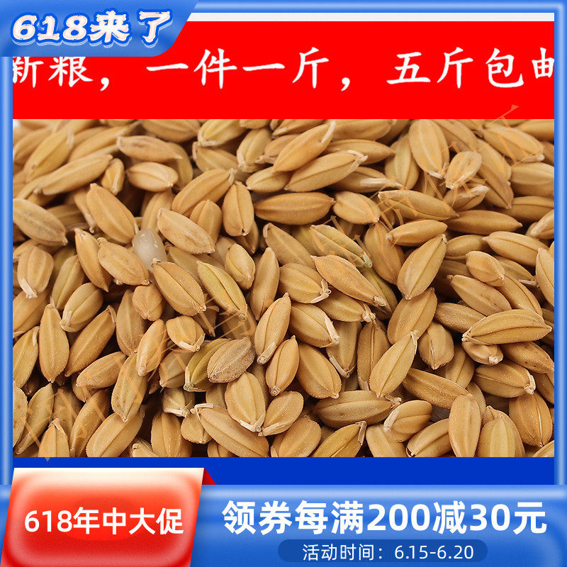 Rice Shelled Rice Panjin Rice Parrot Snack Hamster Northeast Specialty 500g Five Catty National Package