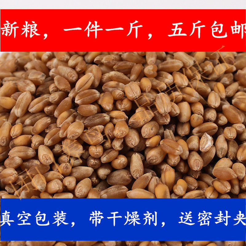 Wheat Rich Selenium Wheat Miscellaneous Grain Small Wheat Grass Seed Bird Grain 500 gr Bird Grain 5 catties National