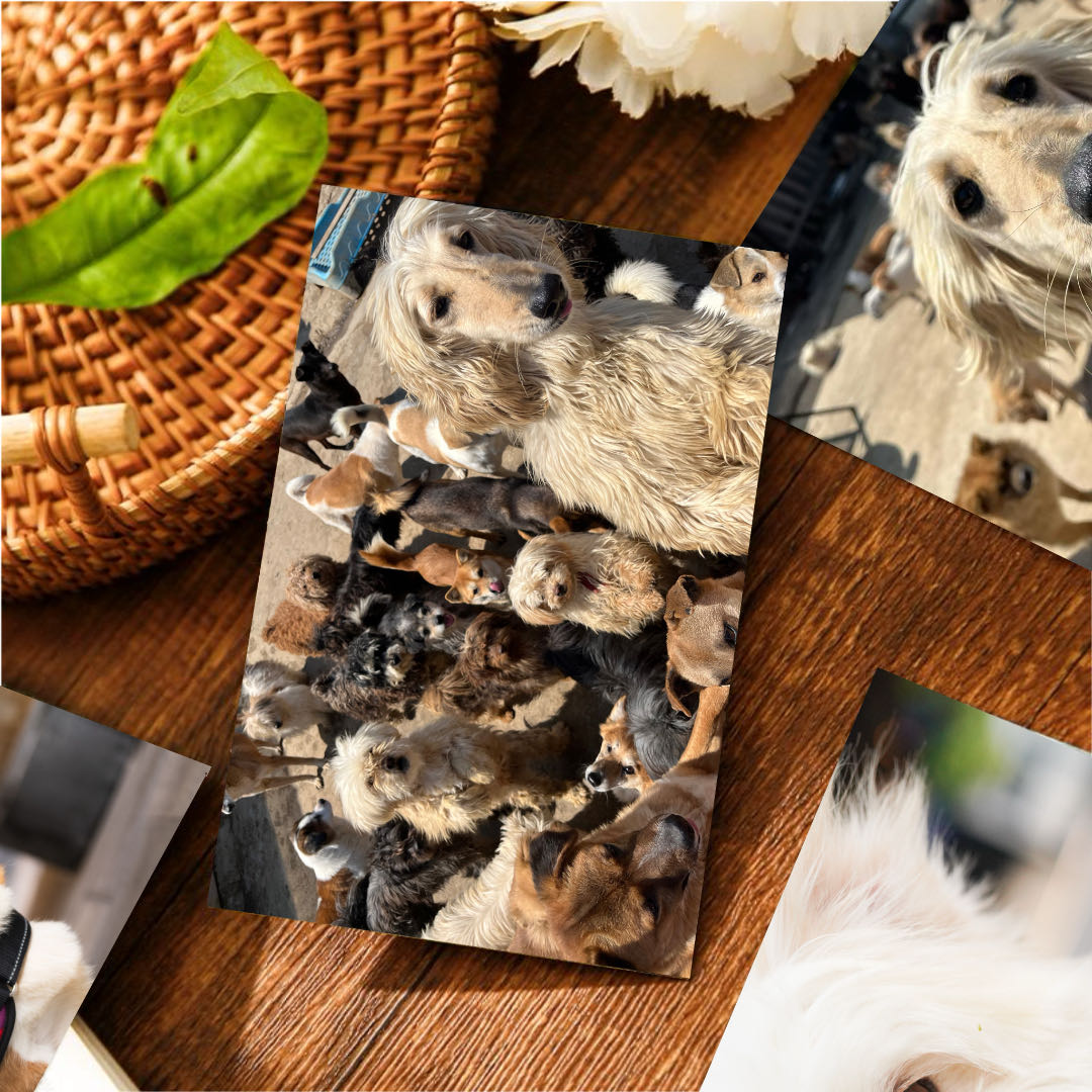 【長安基地】シャンシャンおばさんの基地に食糧支援 3,000匹の毛皮の子供たちが注文し、ポストカードを送る