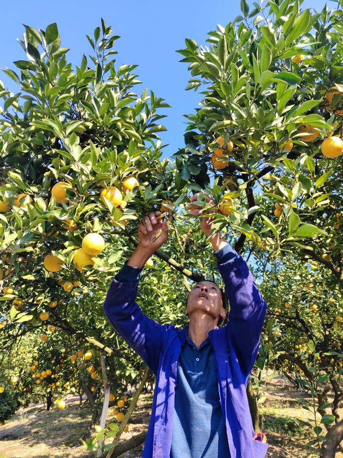 冰糖橙菊菊小店
