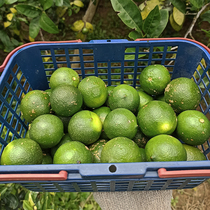 Freshly picked earth lemons pickled salted lemons green southern lemon milk tea shop Chaoshan specialty fruits and agricultural products salted lemon seven