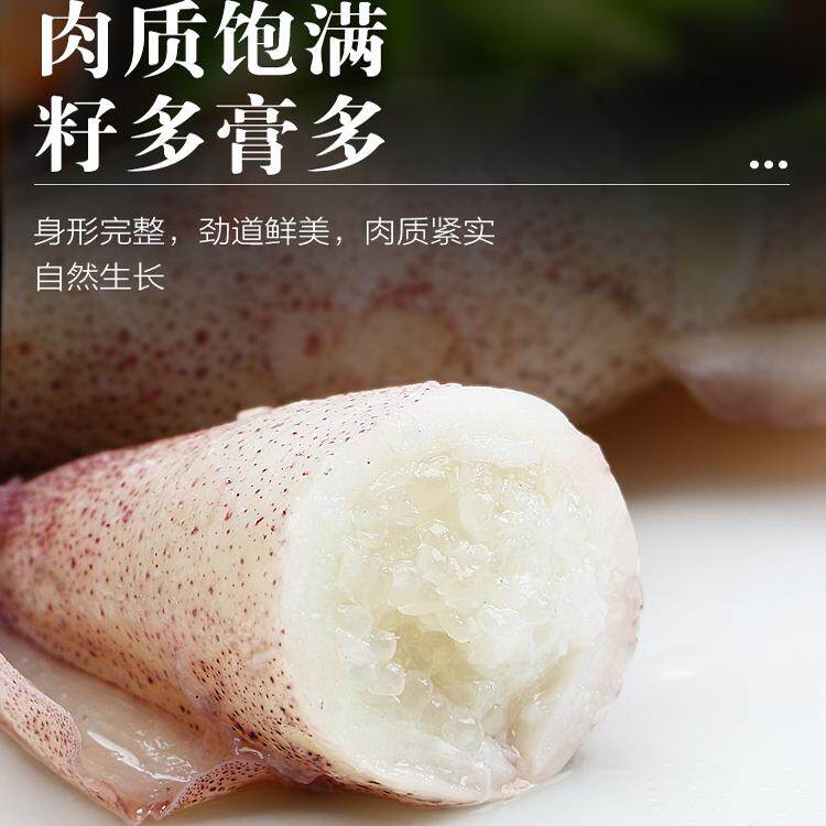丹东海兔子满籽鲜活笔管鱼？新手必看的鱿鱼选购指南🔥-笔管鱼-淘宝百科网