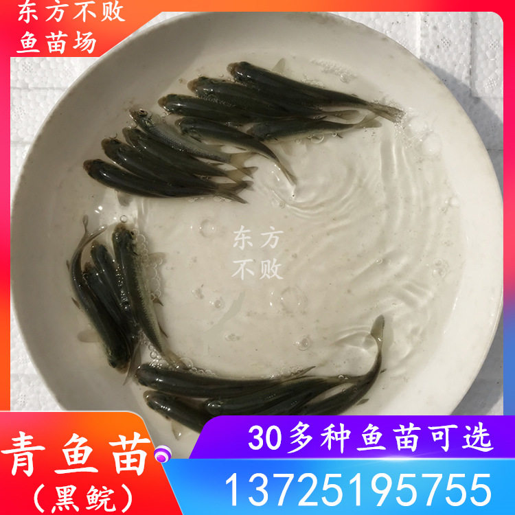 Big screw herring fry freshwater live black green gray grass carp black grass carp fish fry four major fish fry breeding feed