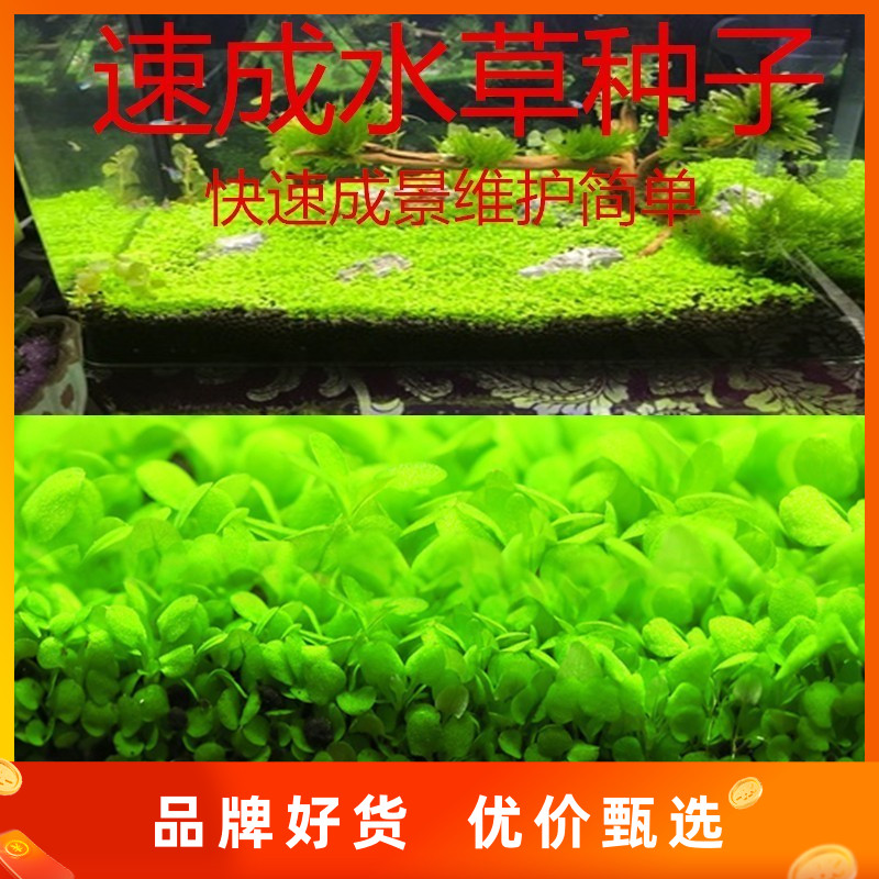 Water Grass Prospect Grass Water Grass Seed Seconds Kill Mini Pearl Mini to Leaf Seed Cultivation Unpit