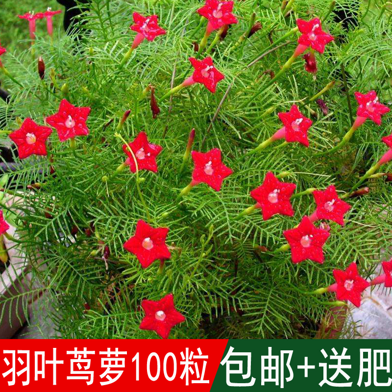 Four seasons flowering climbing vine climbing flower plant feather leaf tuna pine five-pointed star flower seed Jinping seal dragon flower