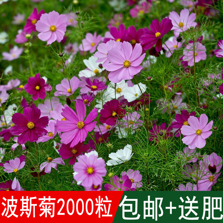 Cosmos seeds mixed color colorful mulberry seeds four seasons wild flower combination seeds easy to bloom