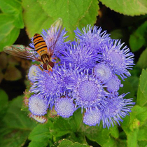 Fragrant thistle seeds blue corolla patchus thistle flower seeds potted four seasons easy to plant landscape cover flower seeds a fragrance