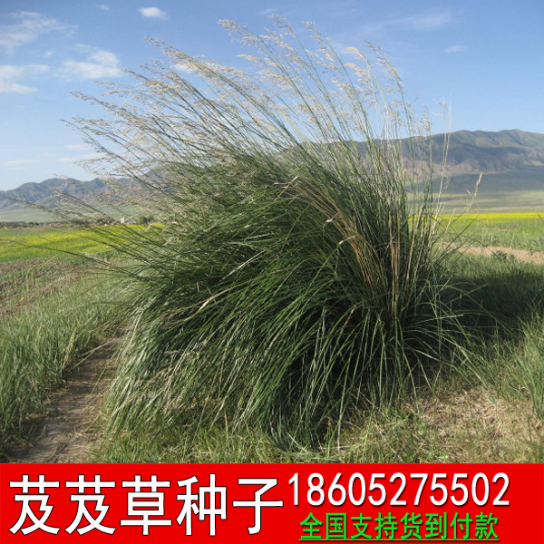 Bletilla Striata Grass Seed Bletilla Striata Grass Quality Pasture Grass Quality Grass Seed Water Grass Greening Seed drought-proof windproof solid sand quality from excellent