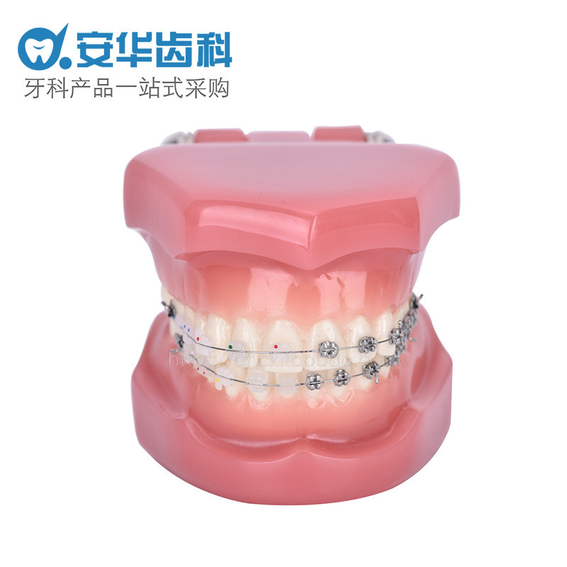 Full Mouth Tooth Model Kindergarten Oral Teaching Ceramic Trough Orthodontic Dental Mold Standard Prop Mark Pendulum
