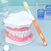 Childrens early education tooth brushing model doubles Kindergarten oral teaching tooth model Teaching aids large simulated tooth model