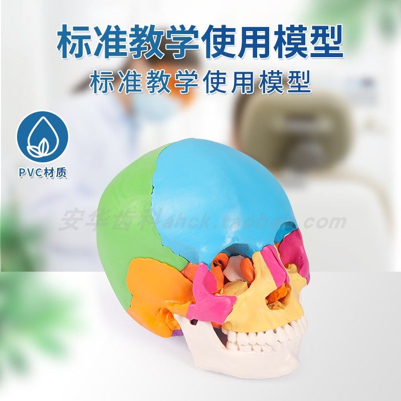 口腔头模牙齿医患沟通模型牙科可拆卸教具骷髅头医学颅骨仿真头骨