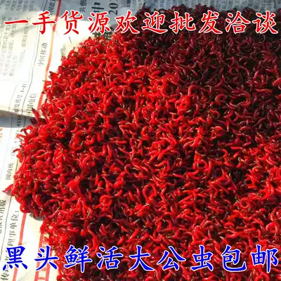 Wang flying fish bait Live red worm large and small male insects live live bait bait pull bait Crucian carp wild fishing bait Extra large 