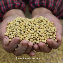 Yunnan local soil soybeans Old seed soy bean sprouts beat soymilk tofu flowers 500g