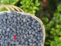 Yunnan old variety of black-skinned yellow heart beans farm-grown black beans 500g Alpine ancient method of planting beans with rich flavor