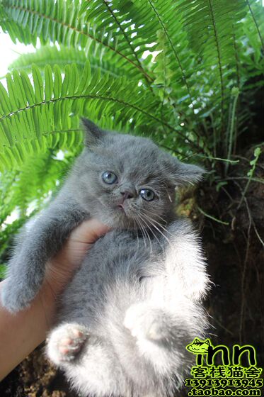 Big face pet blue cat flat face cat solid color Garfield blue gray exotic short hair cat Nanjing Inn Cattery