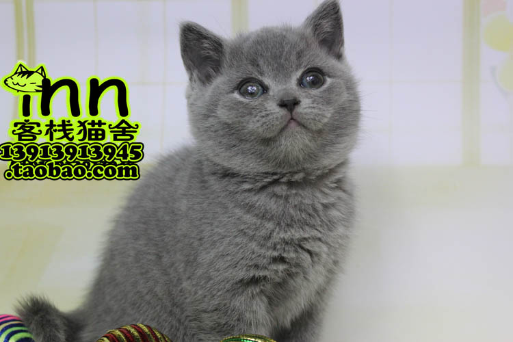 Cfa Caa British Short Haired Cat Purebred Pet Grey Big Faced Cat