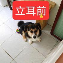 New Dog Ear Correction Lithar dog stand Dog stand Dog stand Divine Instrumental Aids Dubin Puppies Shepherd Cokie