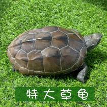 2021 Extra large golden line turtle live Chinese grass turtle 2 pounds Pet release town house seed ink male and female turtles lay eggs