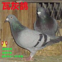 New breed of pigeon pair of earthen living living off-egg dove pet home The pension dove is advisable to live young pigeon W