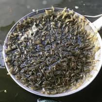 Net red Aquatic small pets River shrimp seedlings Freshwater cultured shrimp live shrimp feed Shrimp live small ornamental domestic water