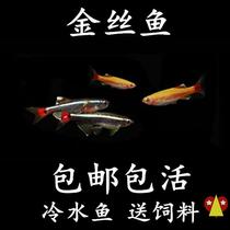 New without warmed watch fish light cold raising water not to beat the oxygen fish dont have to be good enough to keep alive and small