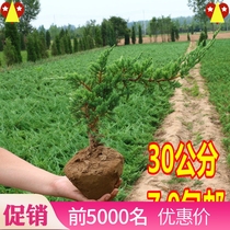 Plant evergreen Home green four seasons evergreen welcome pine potted indoor pine real tree formaldehyde-absorbing potted saplings