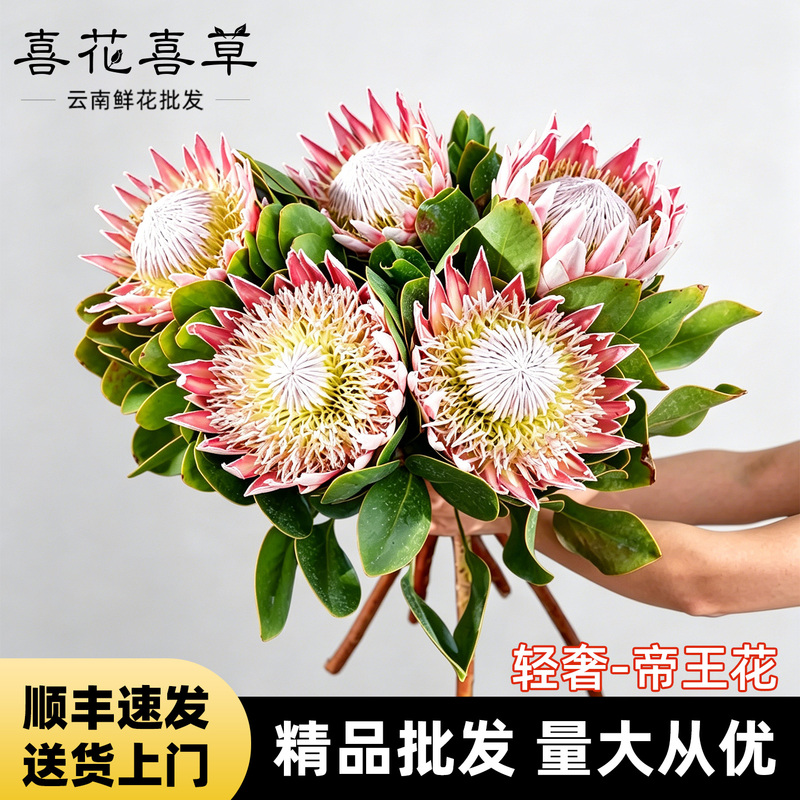 Pink Emperor Flower Imported from South Africa, Fresh Cut Flowers for Indoor Arrangements, Bridal Bouquets, Can Be Used as Dried Flowers, Direct Delivery from Yunnan