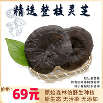 Shaoguan Northern Guangdong Selected deep mountain ganoderma lucidum imitation wild pruning Purple Linzhi 250g tea dry goods wine sliced and powdered