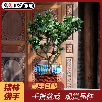 Jinhua bergamot potted bonsai thousand finger bergamot small fruit variety Jinhua bergamot potted bergamot with bonsai