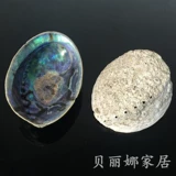 Ka Abalone Shell Natural Conch Creative Home Craft Jewelry Ornament LarVa