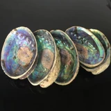 Ka Abalone Shell Natural Conch Creative Home Craft Jewelry Ornament LarVa