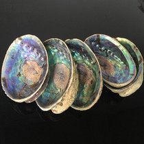 KA abalone shell natural sea snail creative home craft Ornament Pendulum sage Sage Potted Fish Tank Water Clan