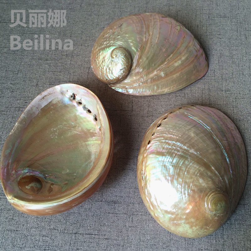 Natural Australia Great White Abalone Shell Sea Snail Creative Home Office Trick and Ornamental Fish Vat Grass Basin