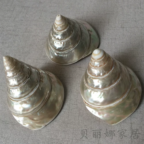 贝丽娜 Прямые продажи с фабрики, натуральные подковообразные ракушки, креативные украшения для домашнего офиса, аквариума, ландшафтные украшения, ремесленные украшения