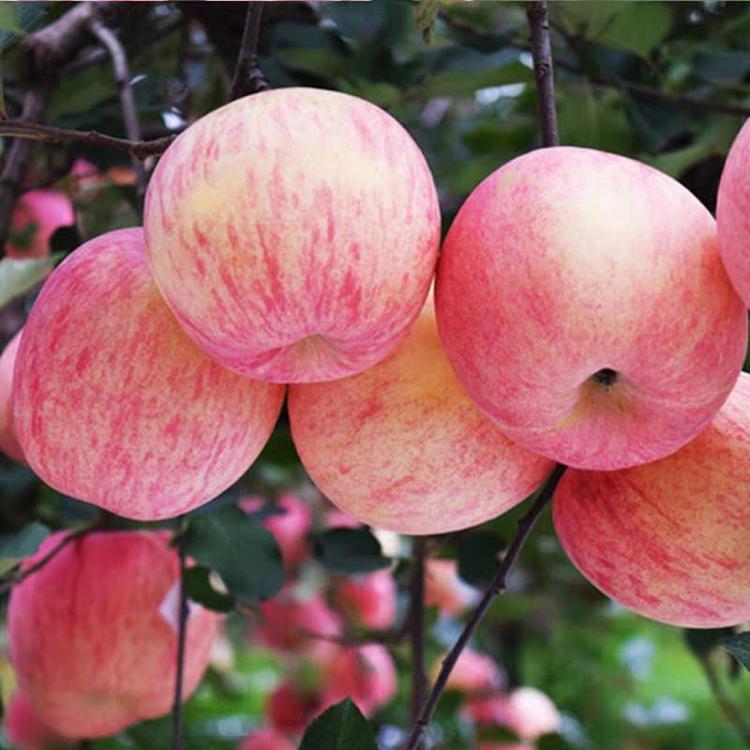 Apple sand fruit old Penglai Ping apple with 10 kg big red fuji apple