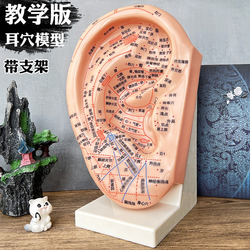 教学版耳穴模型多穴位针灸耳朵穴位模型耳穴模具特大耳模型带支架