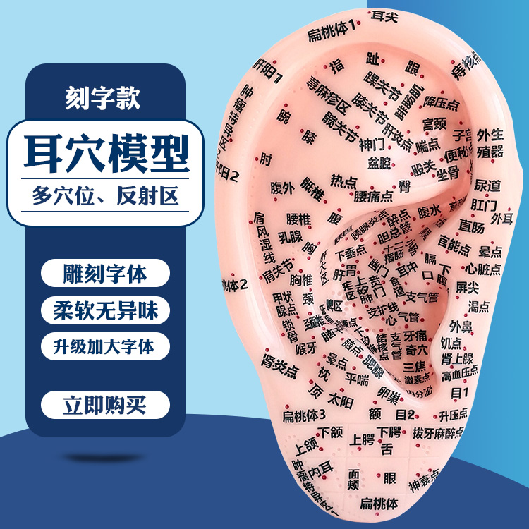 Ear Acupoint Model Ear Acupoint Model Ear Acupoint Mold Reflex Zone Ear Bean Paste Ear Acupressure Bean Ear Patch Ear Paste-Taobao