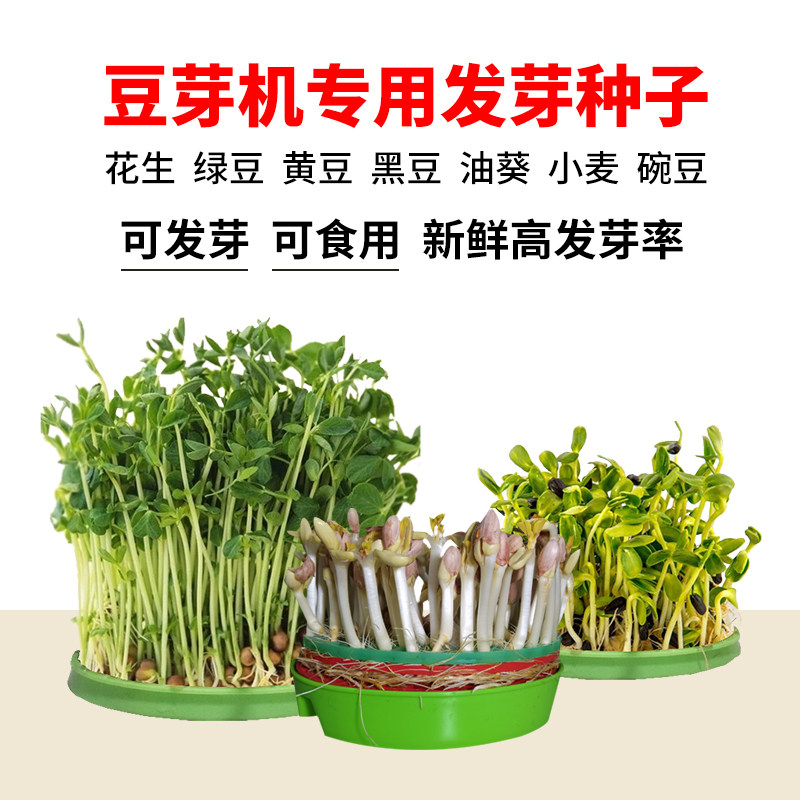 Bean sprout machine cultivates mung bean sprouts peanut pea soybean black bean oil sunflower wheat high germination rate farmhouse seeds