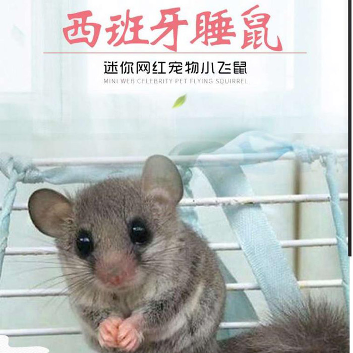 Pack live Spanish dormouse cub thumb dormouse small pet miniature chinchilla student dormitory good pet
