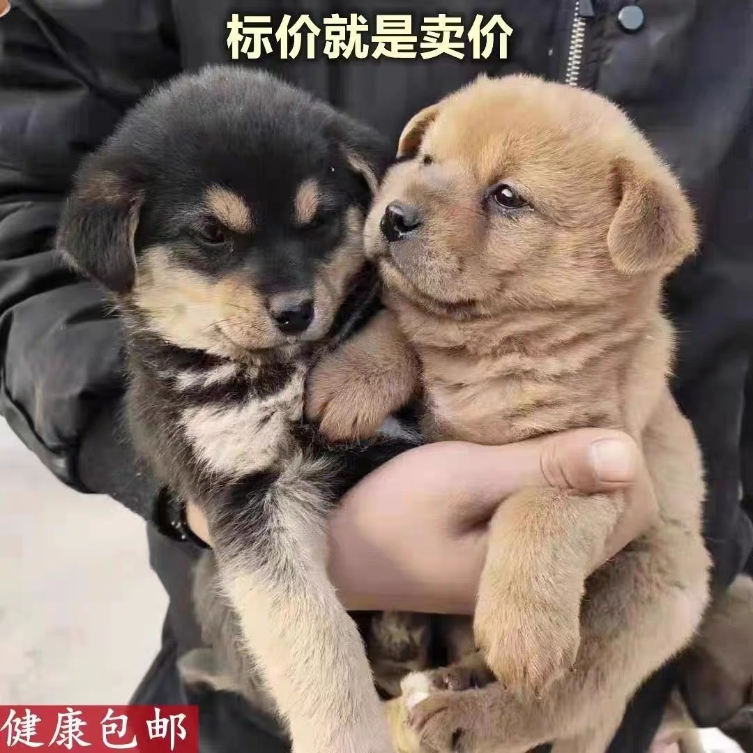 中华田园犬家养幼犬土狗金毛混血狗大黄狗纯黑小白狗活体纯种狗崽：萌翻全网的“狗狗界顶流”来了！-狗狗-淘宝好物网, image size:1080x1080
