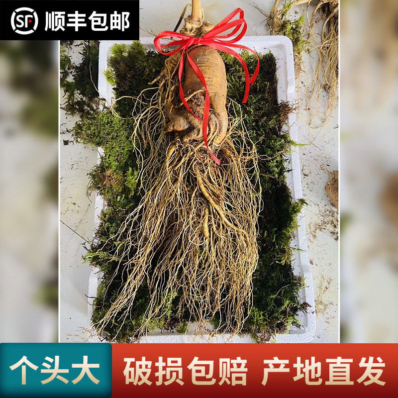 Fresh ginseng Changbai Mountain Northeast specialty fresh big ginseng 500g whole half a catty a catty soaking wine soup big