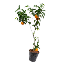 SanSugar tangerine sapling à fruits plantés darbres fruitiers en pot de miel dagrumes au sud croissant de sucre granulé de sucre