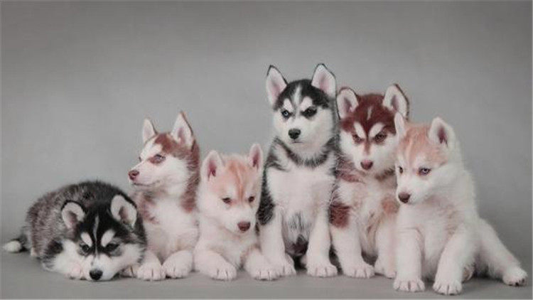 小心狗狗骨折 這3件大事你瞭解嗎 淘寶海外