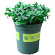 Two pots are so cheap! Mint potted edible fresh mint leaves rosemary potted steak herb plants