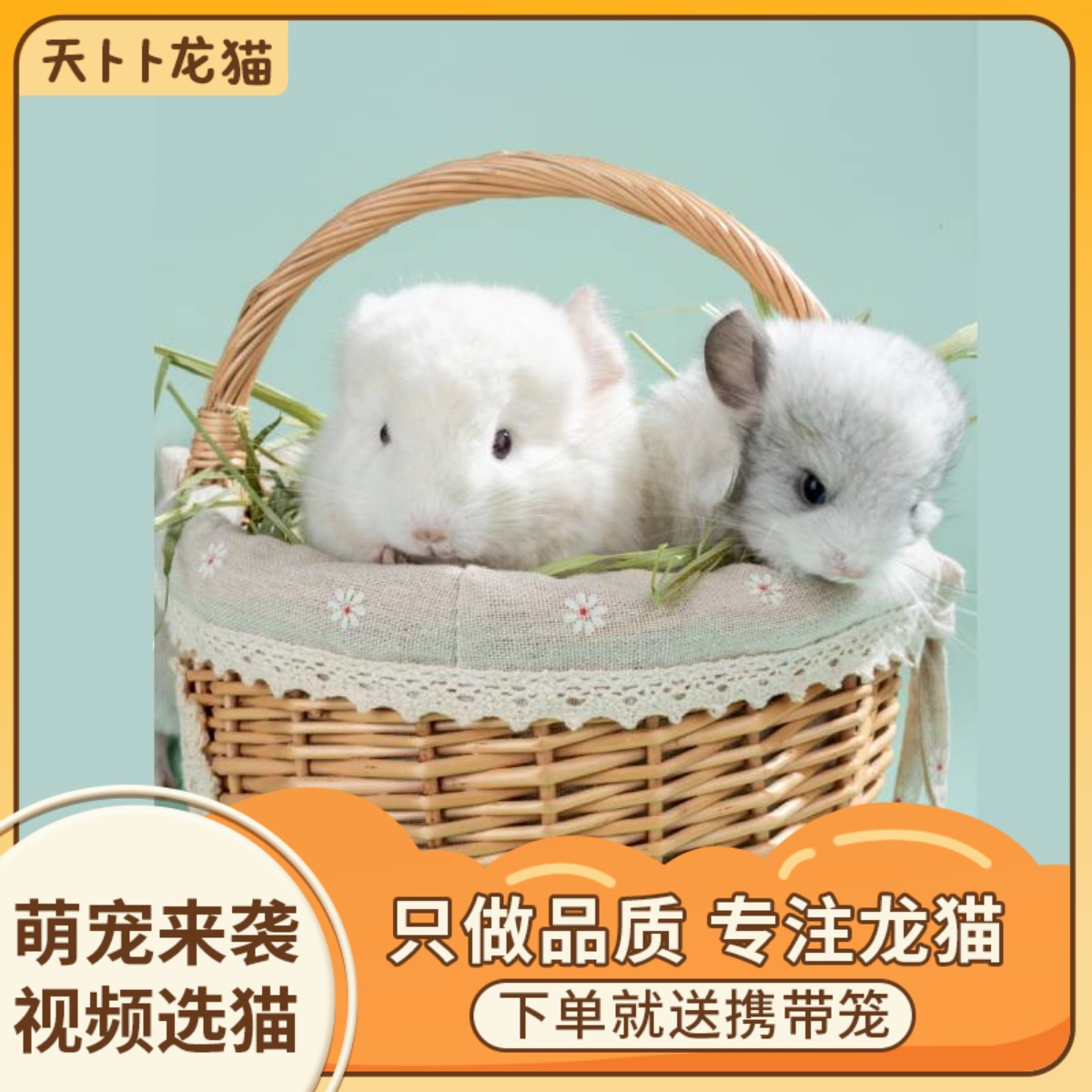 Tianbubu chinchilla silver spot cub vaccine grows up pet live live animal video selection physical store delivery in the same city